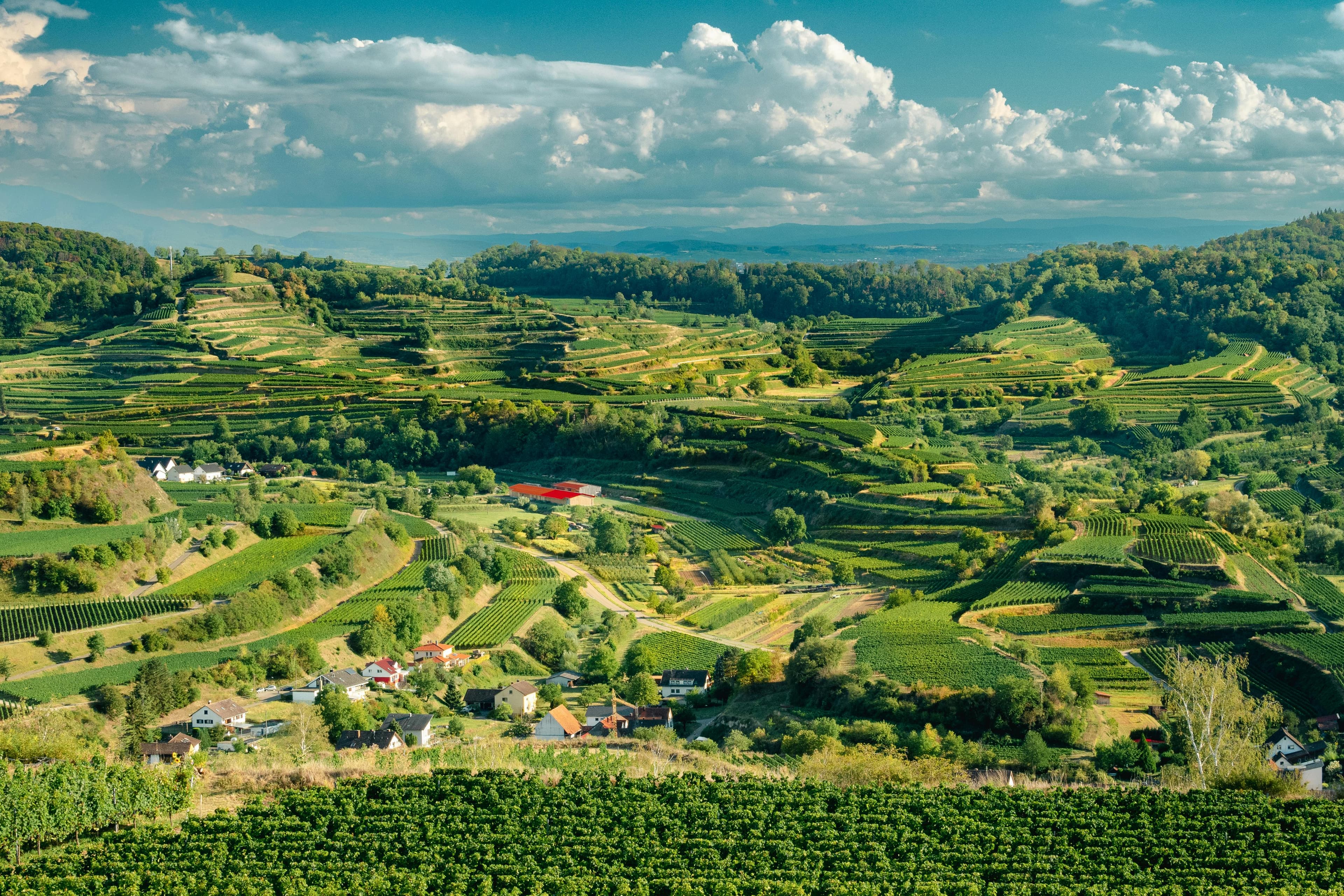 European vineyard terraces stretching across rolling hills